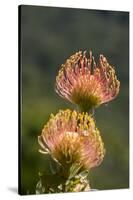South Africa, Cape Town. Protea flowers, aka pincushion flowers.-Cindy Miller Hopkins-Stretched Canvas