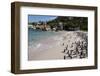 South Africa, Cape Town, Simon's Town, Boulders Beach. African penguin colony.-Cindy Miller Hopkins-Framed Photographic Print