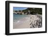 South Africa, Cape Town, Simon's Town, Boulders Beach. African penguin colony.-Cindy Miller Hopkins-Framed Photographic Print