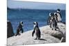 South Africa, Cape Town, Simon's Town, Boulders Beach. African penguin colony.-Cindy Miller Hopkins-Mounted Photographic Print