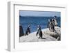 South Africa, Cape Town, Simon's Town, Boulders Beach. African penguin colony.-Cindy Miller Hopkins-Framed Photographic Print