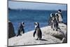 South Africa, Cape Town, Simon's Town, Boulders Beach. African penguin colony.-Cindy Miller Hopkins-Mounted Photographic Print