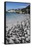 South Africa, Cape Town, Simon's Town, Boulders Beach. African penguin colony.-Cindy Miller Hopkins-Framed Stretched Canvas