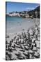 South Africa, Cape Town, Simon's Town, Boulders Beach. African penguin colony.-Cindy Miller Hopkins-Stretched Canvas