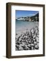 South Africa, Cape Town, Simon's Town, Boulders Beach. African penguin colony.-Cindy Miller Hopkins-Framed Photographic Print