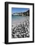 South Africa, Cape Town, Simon's Town, Boulders Beach. African penguin colony.-Cindy Miller Hopkins-Framed Photographic Print