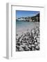 South Africa, Cape Town, Simon's Town, Boulders Beach. African penguin colony.-Cindy Miller Hopkins-Framed Photographic Print