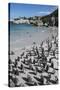 South Africa, Cape Town, Simon's Town, Boulders Beach. African penguin colony.-Cindy Miller Hopkins-Stretched Canvas