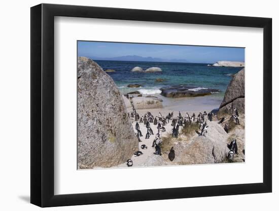 South Africa, Cape Town, Simon's Town, Boulders Beach. African penguin colony.-Cindy Miller Hopkins-Framed Premium Photographic Print