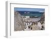 South Africa, Cape Town, Simon's Town, Boulders Beach. African penguin colony.-Cindy Miller Hopkins-Framed Premium Photographic Print