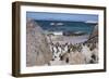 South Africa, Cape Town, Simon's Town, Boulders Beach. African penguin colony.-Cindy Miller Hopkins-Framed Photographic Print