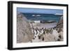 South Africa, Cape Town, Simon's Town, Boulders Beach. African penguin colony.-Cindy Miller Hopkins-Framed Photographic Print