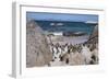 South Africa, Cape Town, Simon's Town, Boulders Beach. African penguin colony.-Cindy Miller Hopkins-Framed Photographic Print