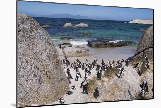 South Africa, Cape Town, Simon's Town, Boulders Beach. African penguin colony.-Cindy Miller Hopkins-Mounted Photographic Print