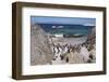 South Africa, Cape Town, Simon's Town, Boulders Beach. African penguin colony.-Cindy Miller Hopkins-Framed Photographic Print