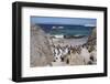 South Africa, Cape Town, Simon's Town, Boulders Beach. African penguin colony.-Cindy Miller Hopkins-Framed Photographic Print