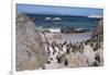 South Africa, Cape Town, Simon's Town, Boulders Beach. African penguin colony.-Cindy Miller Hopkins-Framed Photographic Print