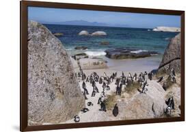 South Africa, Cape Town, Simon's Town, Boulders Beach. African penguin colony.-Cindy Miller Hopkins-Framed Photographic Print