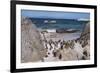 South Africa, Cape Town, Simon's Town, Boulders Beach. African penguin colony.-Cindy Miller Hopkins-Framed Photographic Print