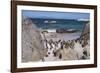 South Africa, Cape Town, Simon's Town, Boulders Beach. African penguin colony.-Cindy Miller Hopkins-Framed Photographic Print