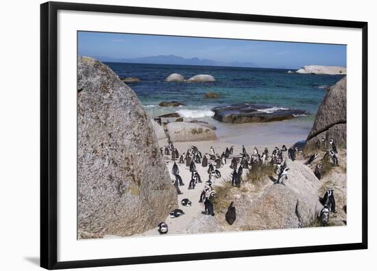 South Africa, Cape Town, Simon's Town, Boulders Beach. African penguin colony.-Cindy Miller Hopkins-Framed Photographic Print