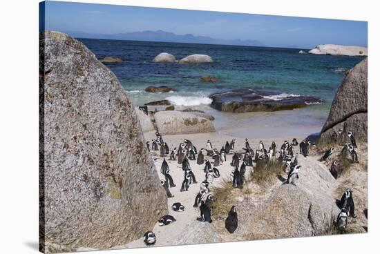 South Africa, Cape Town, Simon's Town, Boulders Beach. African penguin colony.-Cindy Miller Hopkins-Stretched Canvas