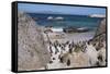 South Africa, Cape Town, Simon's Town, Boulders Beach. African penguin colony.-Cindy Miller Hopkins-Framed Stretched Canvas