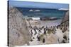 South Africa, Cape Town, Simon's Town, Boulders Beach. African penguin colony.-Cindy Miller Hopkins-Stretched Canvas