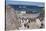 South Africa, Cape Town, Simon's Town, Boulders Beach. African penguin colony.-Cindy Miller Hopkins-Stretched Canvas