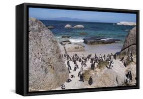South Africa, Cape Town, Simon's Town, Boulders Beach. African penguin colony.-Cindy Miller Hopkins-Framed Stretched Canvas