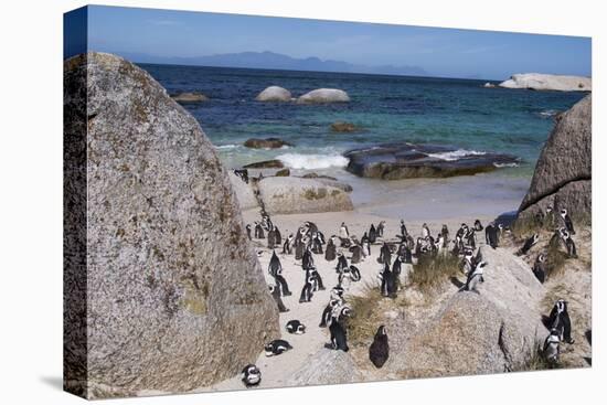 South Africa, Cape Town, Simon's Town, Boulders Beach. African penguin colony.-Cindy Miller Hopkins-Stretched Canvas