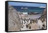 South Africa, Cape Town, Simon's Town, Boulders Beach. African penguin colony.-Cindy Miller Hopkins-Framed Stretched Canvas
