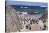 South Africa, Cape Town, Simon's Town, Boulders Beach. African penguin colony.-Cindy Miller Hopkins-Stretched Canvas