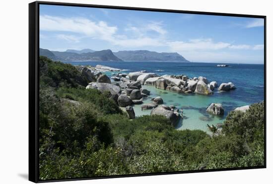 South Africa, Cape Town, Simon's Town, Boulders Beach. African penguin colony.-Cindy Miller Hopkins-Framed Stretched Canvas