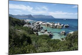 South Africa, Cape Town, Simon's Town, Boulders Beach. African penguin colony.-Cindy Miller Hopkins-Mounted Photographic Print