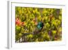 South Africa, Cape Town, Table Mountain, Hummingbird-Catharina Lux-Framed Photographic Print