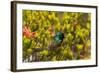 South Africa, Cape Town, Table Mountain, Hummingbird-Catharina Lux-Framed Photographic Print