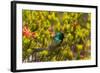 South Africa, Cape Town, Table Mountain, Hummingbird-Catharina Lux-Framed Photographic Print