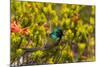 South Africa, Cape Town, Table Mountain, Hummingbird-Catharina Lux-Mounted Photographic Print