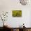 South Africa, Cape Town, Table Mountain, Hummingbird-Catharina Lux-Stretched Canvas displayed on a wall