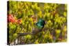 South Africa, Cape Town, Table Mountain, Hummingbird-Catharina Lux-Stretched Canvas