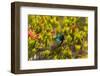 South Africa, Cape Town, Table Mountain, Hummingbird-Catharina Lux-Framed Photographic Print