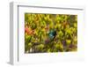 South Africa, Cape Town, Table Mountain, Hummingbird-Catharina Lux-Framed Photographic Print