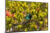South Africa, Cape Town, Table Mountain, Hummingbird-Catharina Lux-Mounted Photographic Print