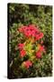 South Africa, Cape Town, Table Mountain, Vegetation-Catharina Lux-Stretched Canvas