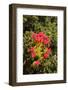 South Africa, Cape Town, Table Mountain, Vegetation-Catharina Lux-Framed Photographic Print