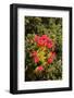 South Africa, Cape Town, Table Mountain, Vegetation-Catharina Lux-Framed Photographic Print