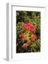 South Africa, Cape Town, Table Mountain, Vegetation-Catharina Lux-Framed Photographic Print