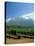 South Africa, Cape Winelands. Vineyards Near Stellenbosch-Fraser Hall-Stretched Canvas