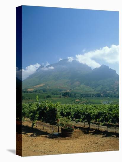 South Africa, Cape Winelands. Vineyards Near Stellenbosch-Fraser Hall-Stretched Canvas